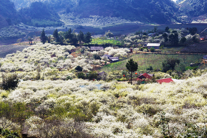 hoaman-moc-chau