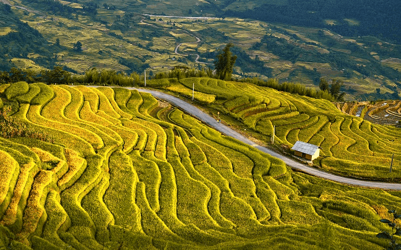 Mùa vàng Y Tý - Lảo Thẩn