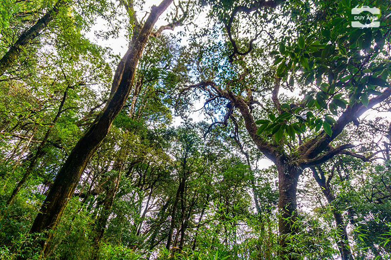Lùng Cúng
lung cung
leo nui
leo núi
trekking